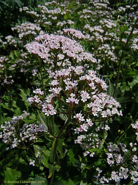 Valeriana montana