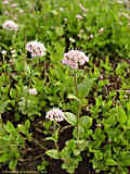 Valeriana montana