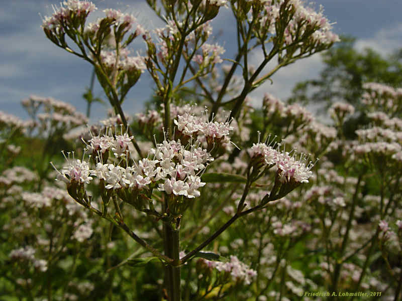 Valeriana montana