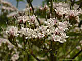 Valeriana montana