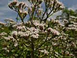 Valeriana montana