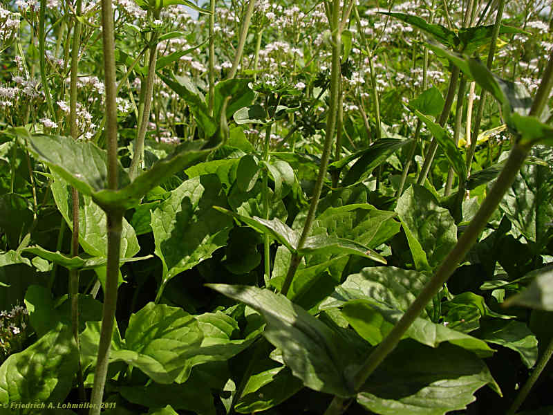 Valeriana montana