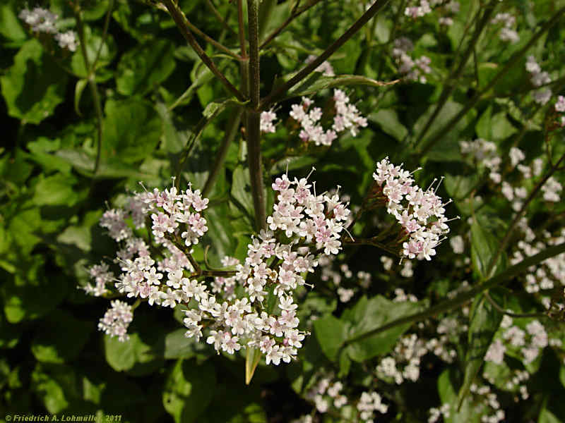 Valeriana montana