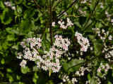 Valeriana montana