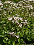 Valeriana