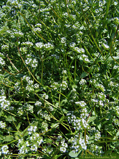 Valerianella locusta