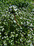 Valerianella locusta