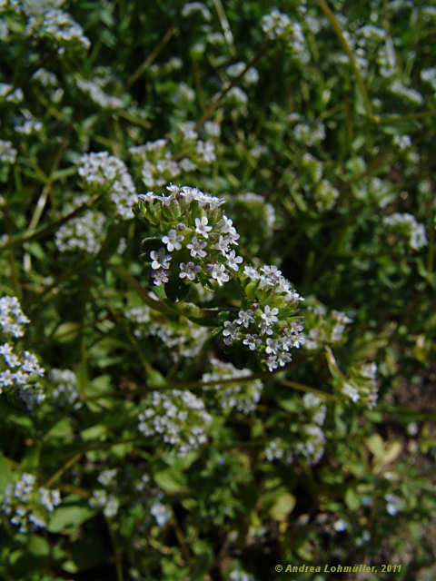 Valerianella locusta