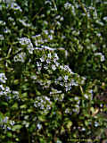 Valerianella locusta