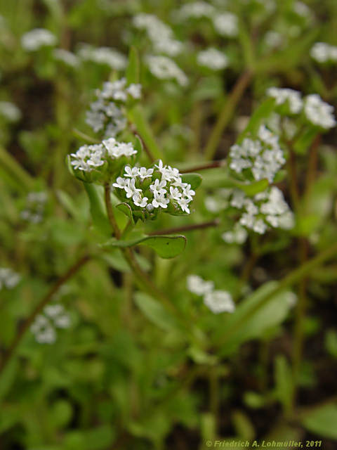 Valerianella locusta