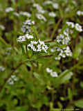 Valerianella locusta