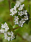 Valerianella locusta