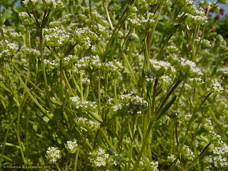 Valerianella locusta