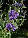 Caryopteris