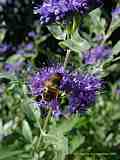 Caryopteris incana