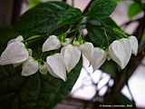 Clerodendrum thomsoniae