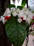 Clerodendrum thomsoniae