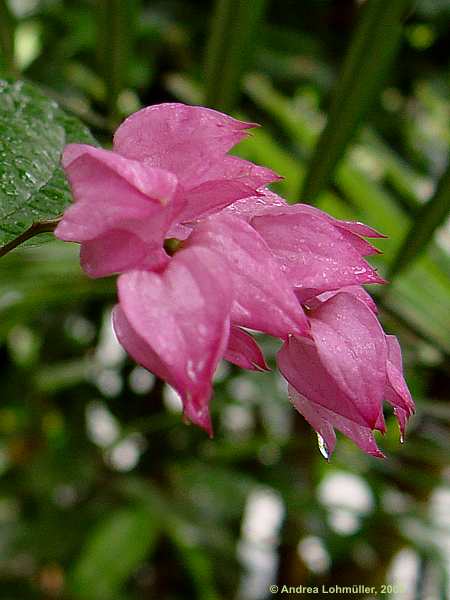 Clerodendrum thomsoniae