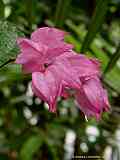 Clerodendrum thomsoniae