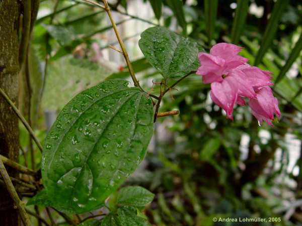 Clerodendrum thomsoniae