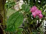 Clerodendrum thomsoniae