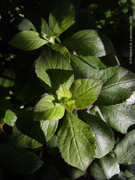 Clerodendrum ugandense