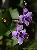 Clerodendrum ugandense