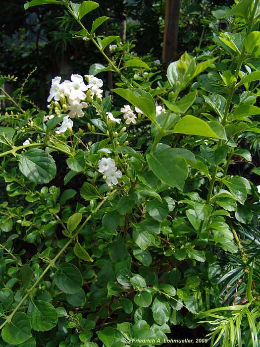 Duranta erecta