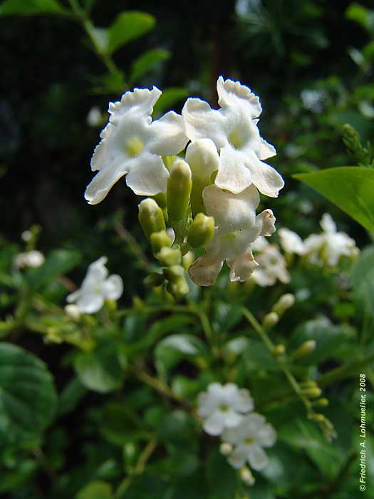 Duranta erecta