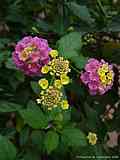 Lantana