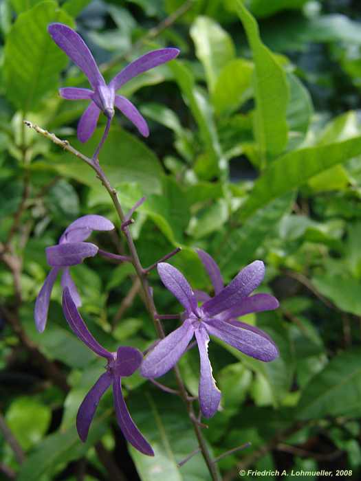 Petrea volubilis