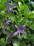 Petrea volubilis