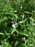 Verbena officinalis