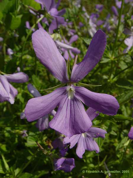 Viola corsica