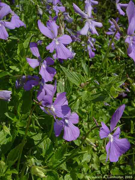 Viola corsica