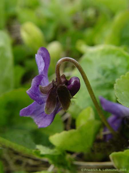 Viola odorata