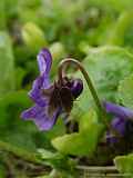 Viola odorata