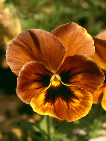 Viola x wittrocki