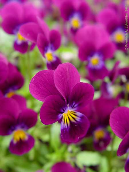 Viola x wittrocki