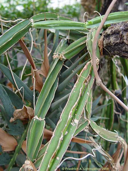 Cissus quadrangularis