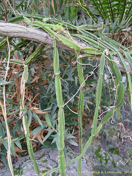 Cissus quadrangularis