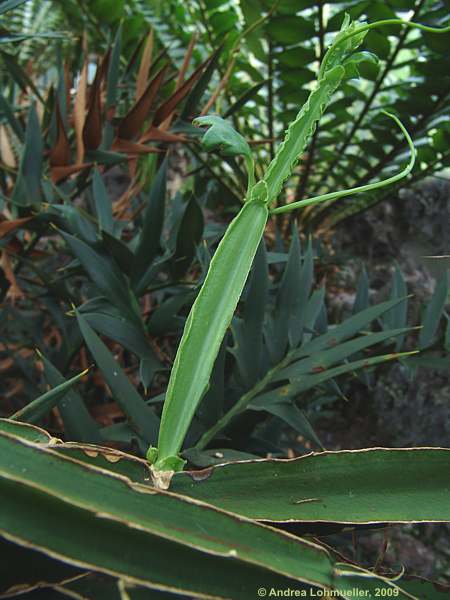 Cissus quadrangularis