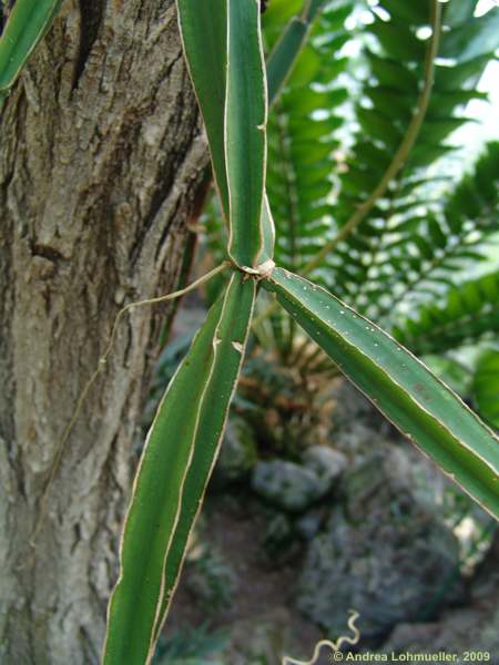 Cissus quadrangularis