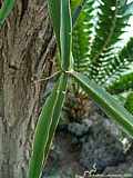 Cissus quadrangularis