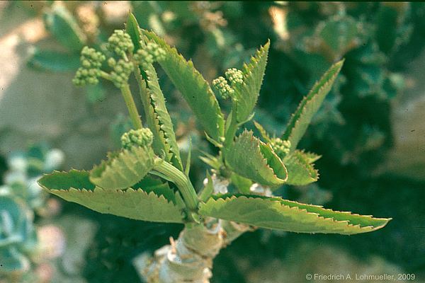 Cyphostemma cramerianum