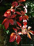 Parthenocissus quinquefolia