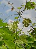 Vitis vinifera