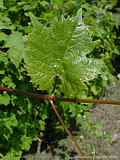 Vitis vinifera