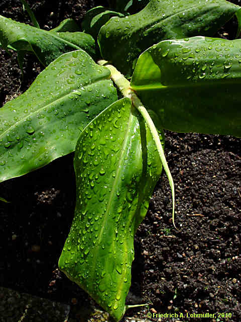 Hedychium gardnerianum