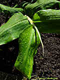 Hedychium gardnerianum